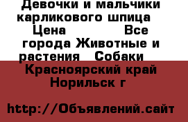 Девочки и мальчики карликового шпица  › Цена ­ 20 000 - Все города Животные и растения » Собаки   . Красноярский край,Норильск г.